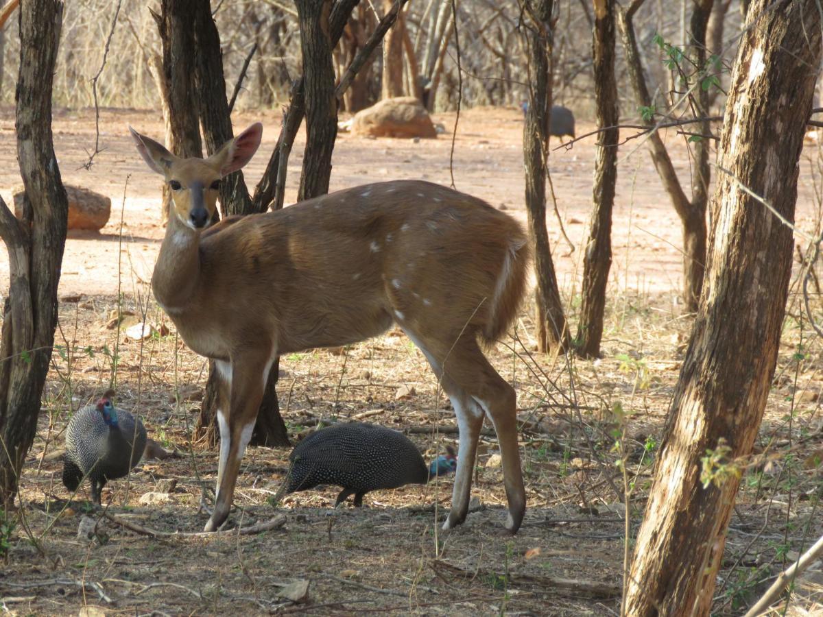 515 On Warthog By The River Marloth Park Ngoại thất bức ảnh